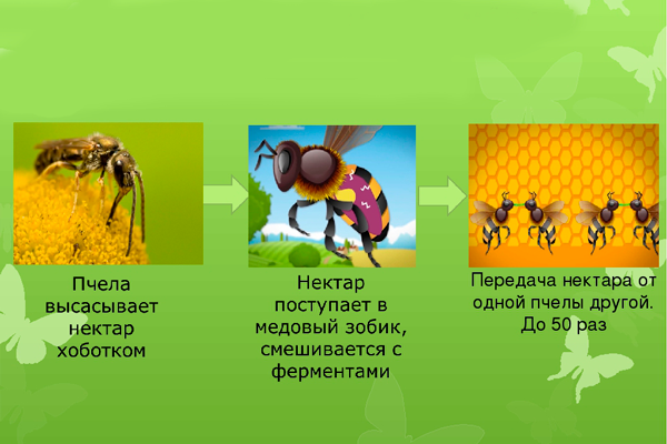 Схема производства меда пчелами