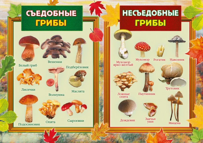 Как отличить съедобный гриб от несъедобного? | Colors.life