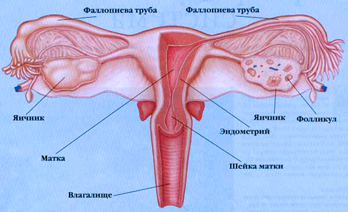 Схема матки и яичников