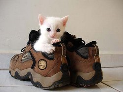 Кошка и обувь