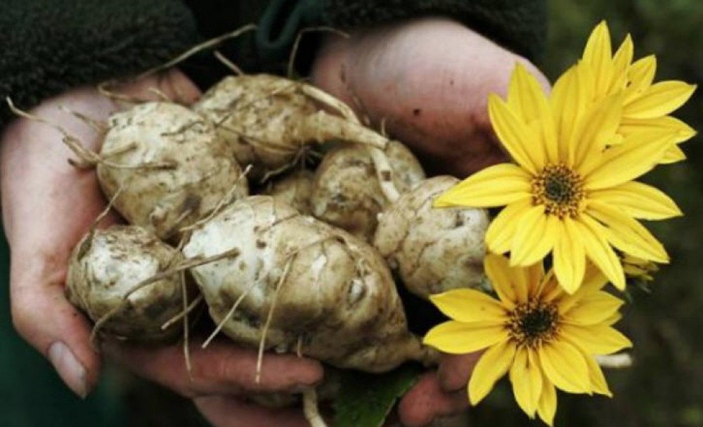 Топинамбур – здоровая замена картофелю | Лучшее из сети ...