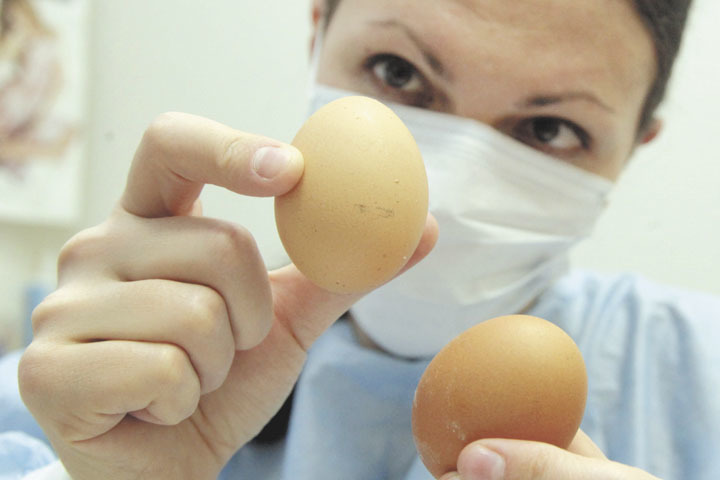Экспертиза куриных яиц из магазинов показала шокирующие результаты - МК