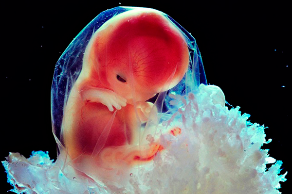 Эмбрион после переноса