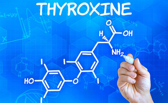 Что такое тироксин