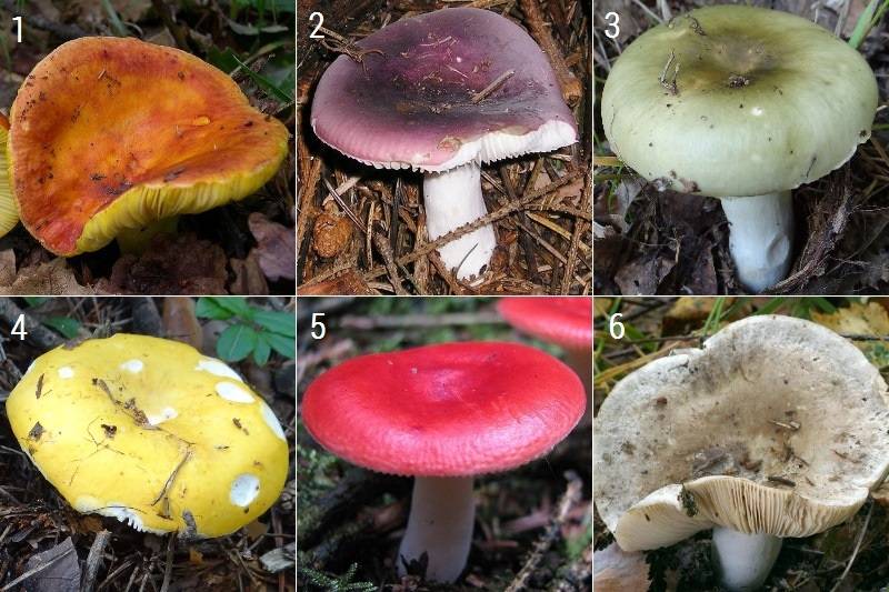 Сыроежки (грибы) – съедобные и несъедобные виды, фото, описание