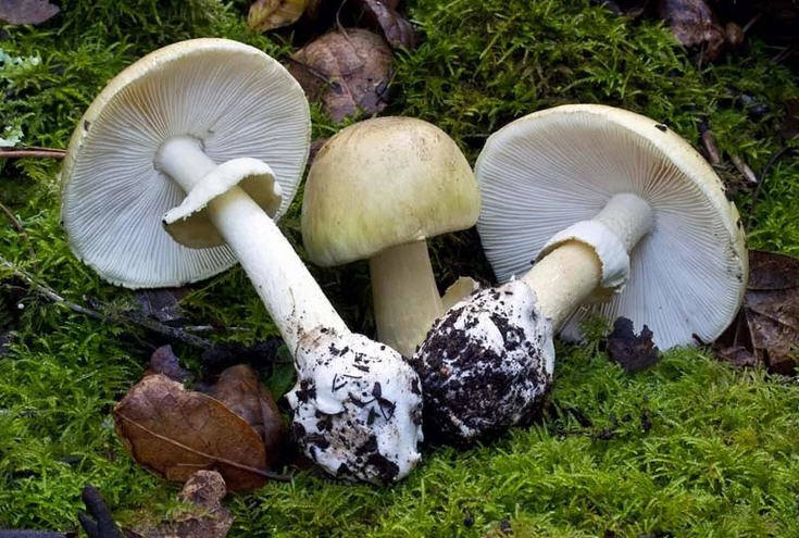 Бледная поганка, ядовитый гриб, как выглядит, вред и польза