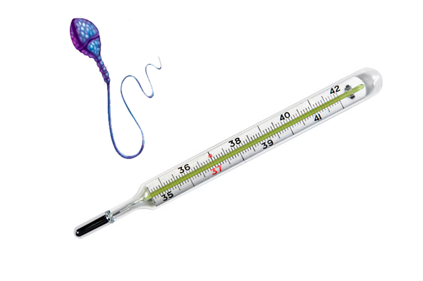 Влияние температуры тела на жизнь сперматозоидов