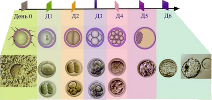 Схема развития Эмбриона до переноса