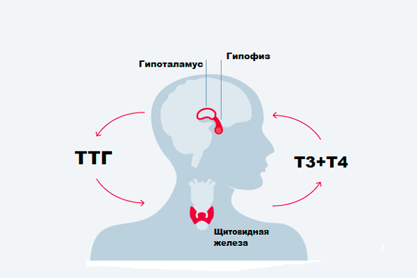 Стимуляция трийодтиронина и тироксина ТТГ