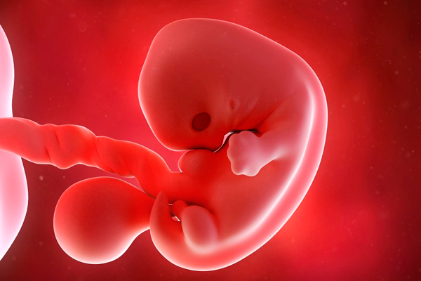 Формирование эмбриона под воздействием эстрадиола