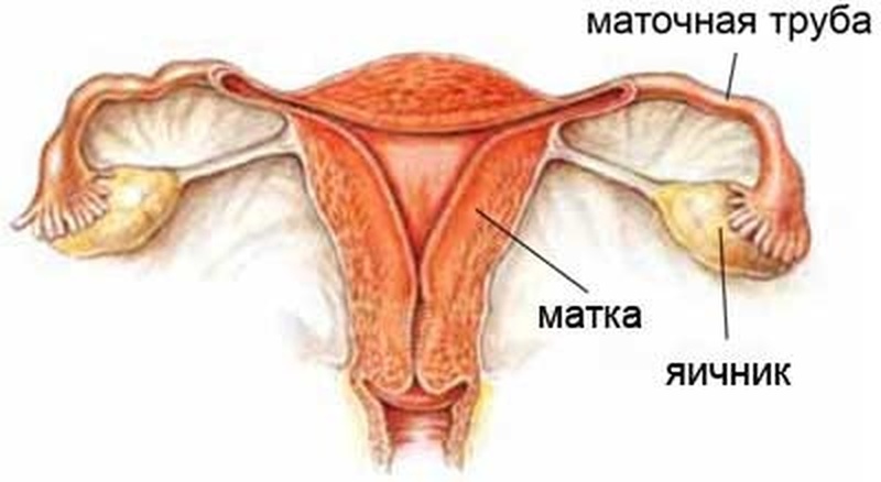 Строение яичника женщины: какая у него гистология и функции