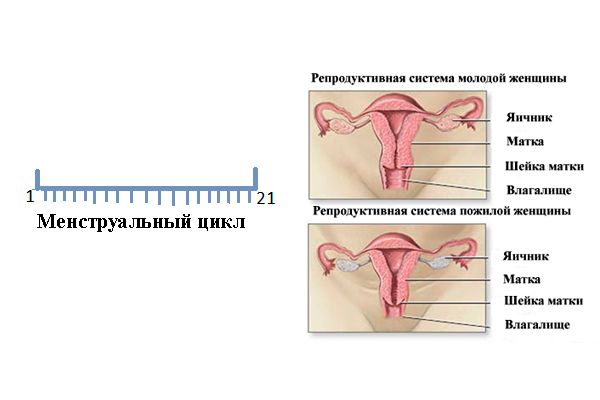 Короткий менструальный цикл перед климаксом
