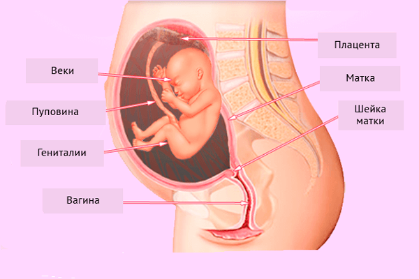 Строение плода на 21-й недели беременности