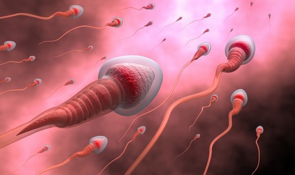 движение спермы