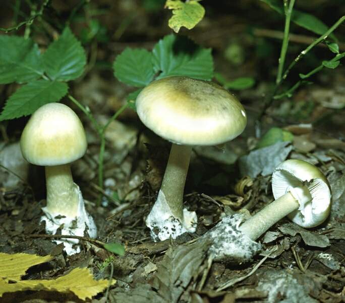 Самый страшный гриб (бледная поганка)