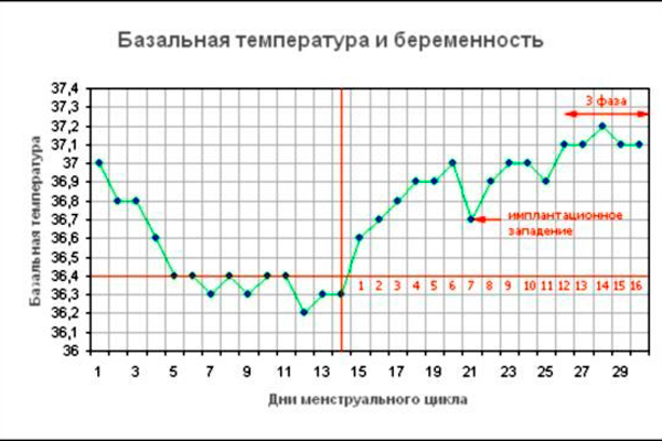 График базальной температуры для диагностирования беременности