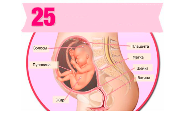 Строение плода на 25-й недели беременности
