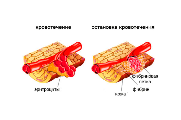 Схема работы Фибриногена