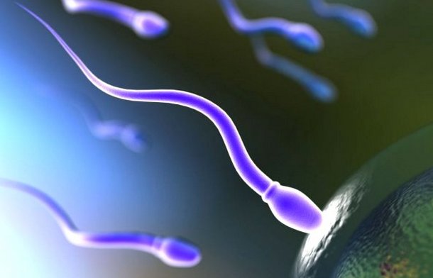 фото сперматозоида