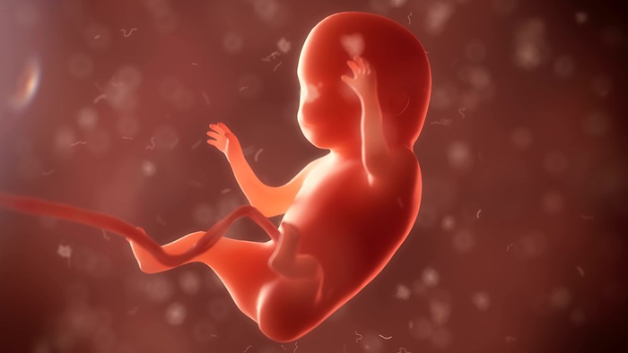 Эмбрион малыша