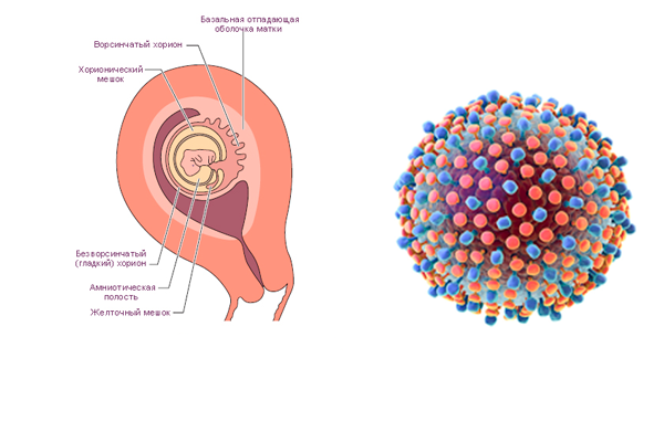 Пагубное воздействие вируса Гепатита С на беременность