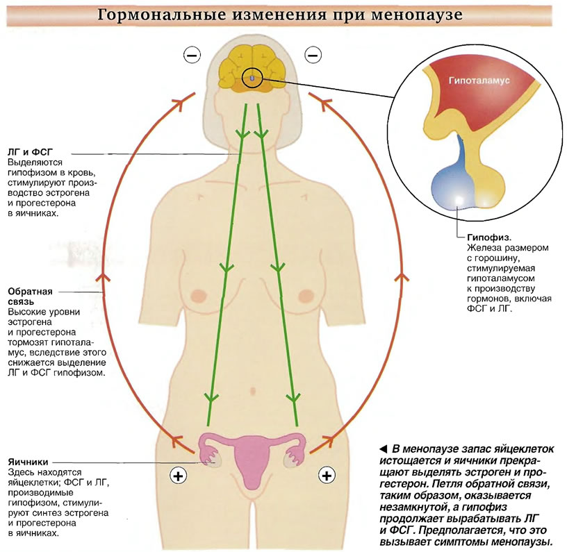 Гормональные изменения при менопаузе - картинка из Менопауза ...