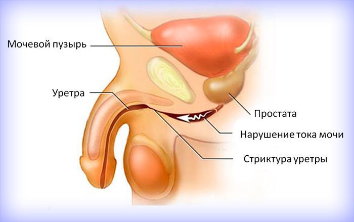 Структура уретры у мужчин