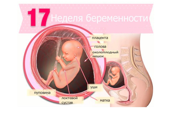 Строение плода на 17-й недели беременности