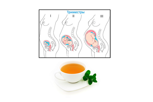 Употребление мятного чая на различных триместрах беременности