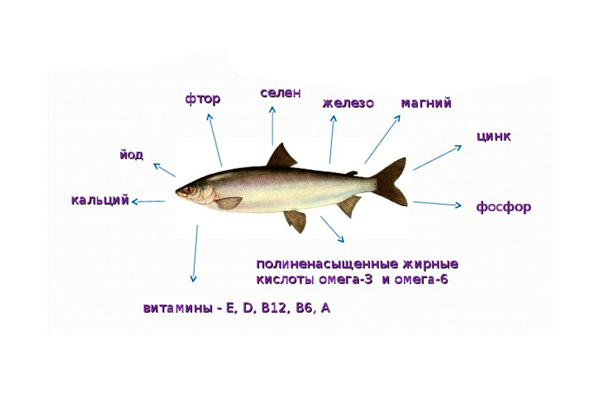 Полезные вещества в составе рыбы