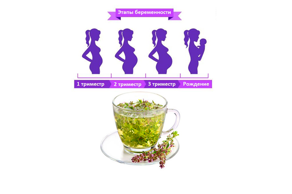 Употребление чая с чабрецом на разных триместрах беременности