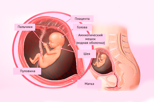 Строение плода на 13-й недели беременности