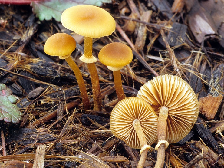 Самые опасные и ядовитые грибы в мире. ТОП-10
