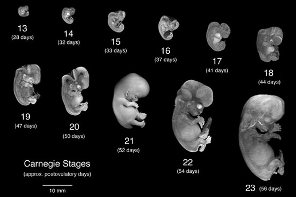 Этапы развития эмбриона 