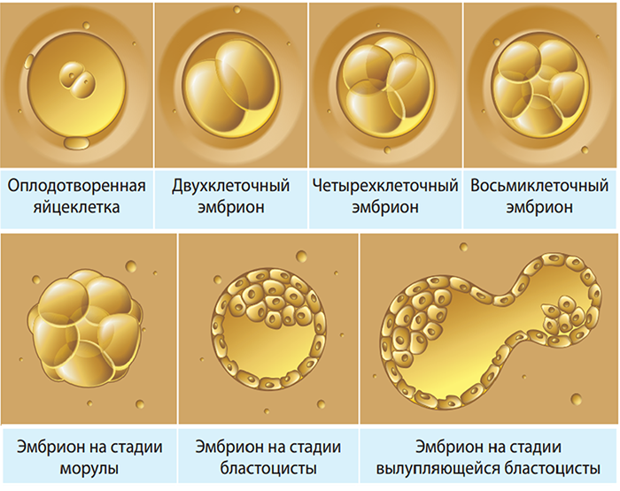 Какой образ жизни вести после переноса эмбрионов