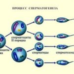 Проблемы со сперматогенезом