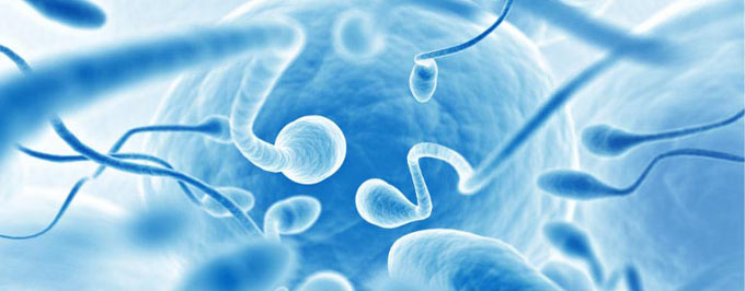 норма антиспермальных антител