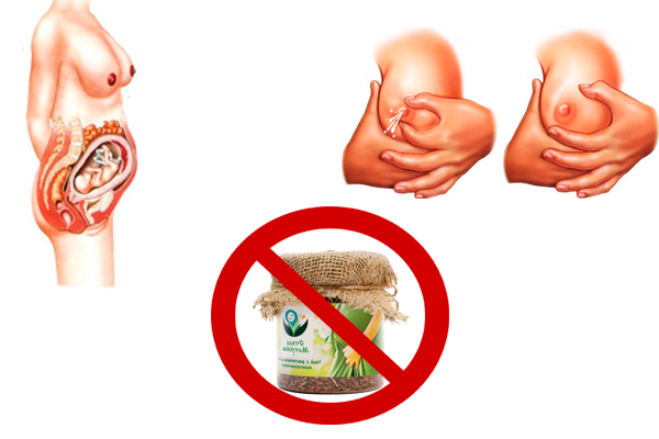 Запрет на употребление трав Матрены при беременности и лактации