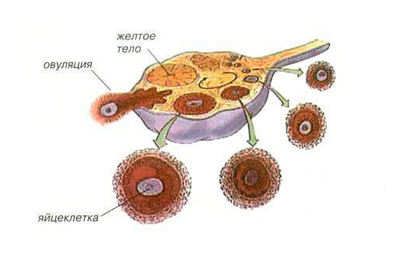 Процесс формирования доминантного фолликула в левом яичнике
