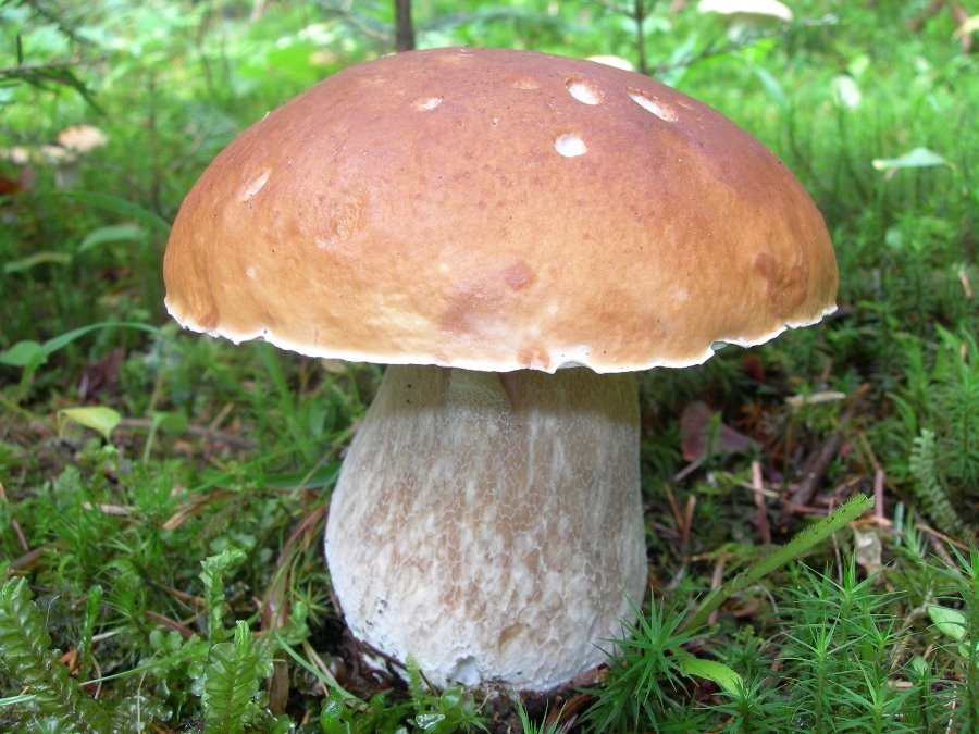 Белый гриб: ложный, как выглядит, отравление, симптомы (фото)