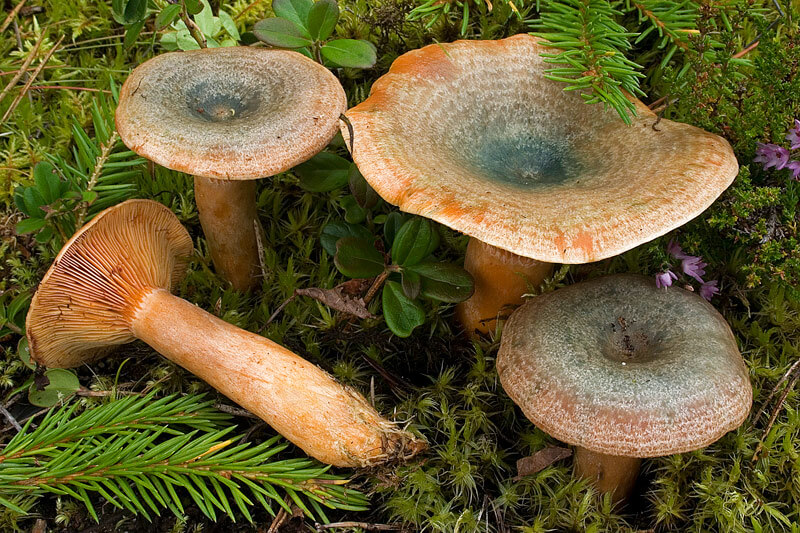 Описание грибов рыжики с фото: где растут и как выглядят виды ...