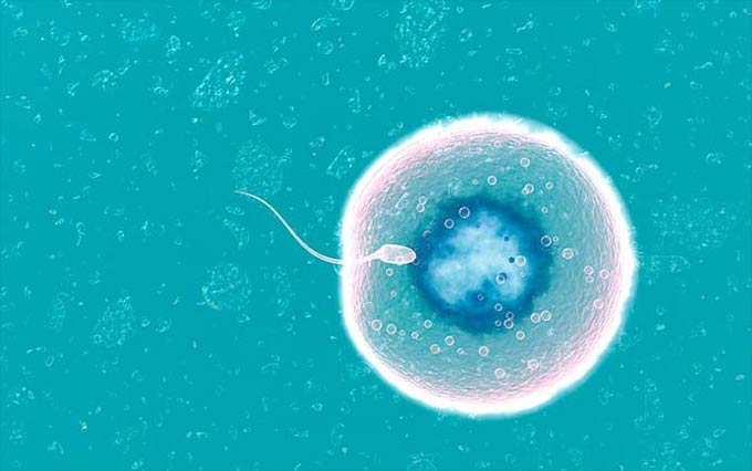 яйцеклетка и сперматозоид