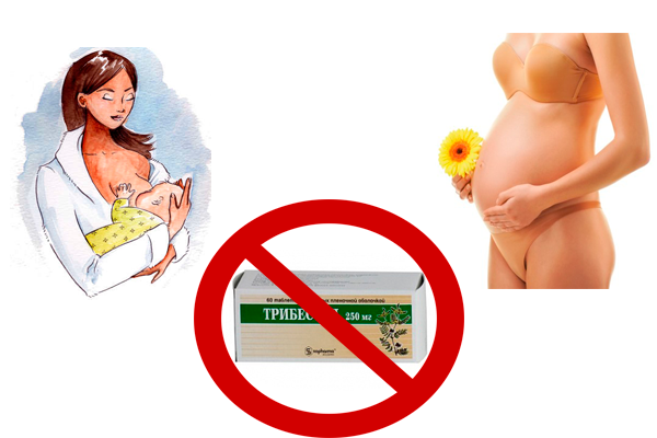 Запрет на употребления Трибестана во время беременности и в период грудного вскармливания
