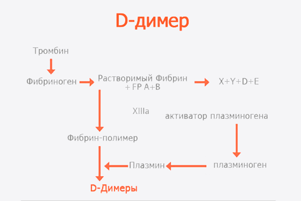 Схема образования Д-Димера