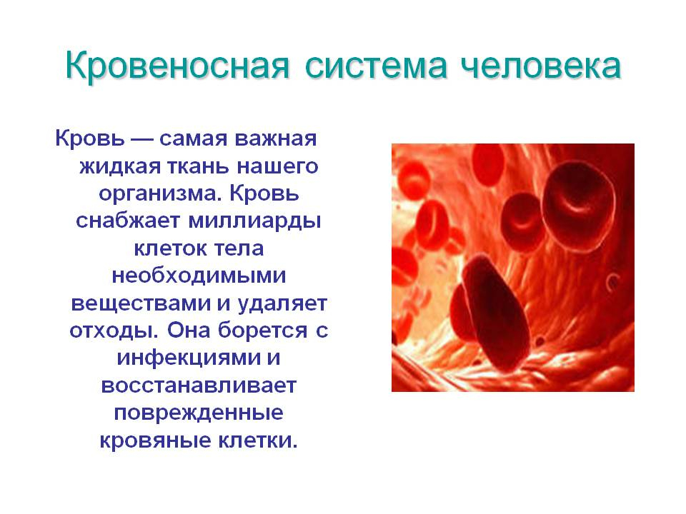 Много крови в организме. 3 Кровеносная система кровь. Кровеносная система клетки крови. Кровеносная система че. Кровеносное система челорвека.