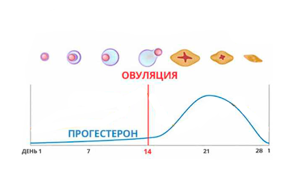 График изменения уровня прогестерона в зависимости от дня цикла