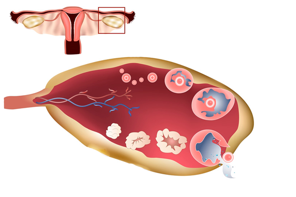 Лютеиновая фаза менструального цикла