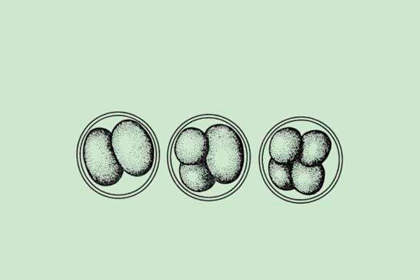 Дробление яйцеклетки с образованием от двух до четырех бластомеров