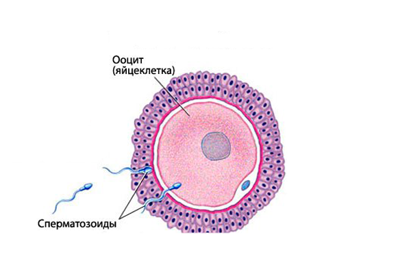 Процесс оплодотворения яйцеклетки