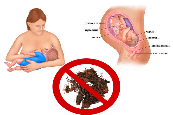 Запрет на прием Красной щетки во время беременности и грудного вскармливания